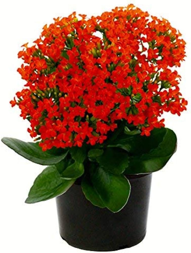 Kalanchoe Longevity Flower Perennial Plant - for planting in home garden